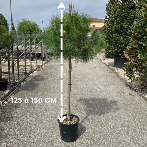 Pinus pinea - Pin parasol