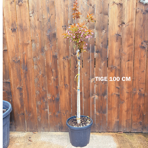 Prunus Kanzan