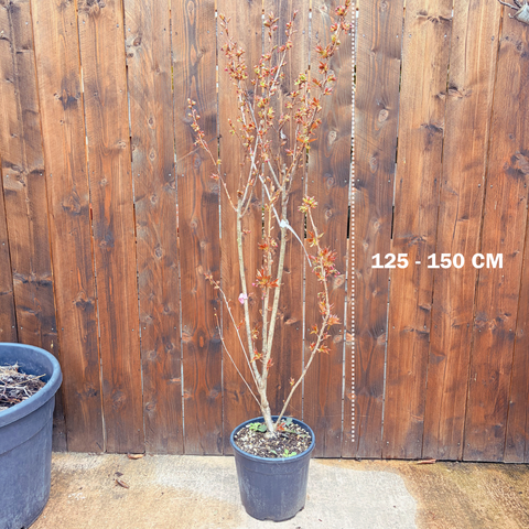 Prunus Kanzan
