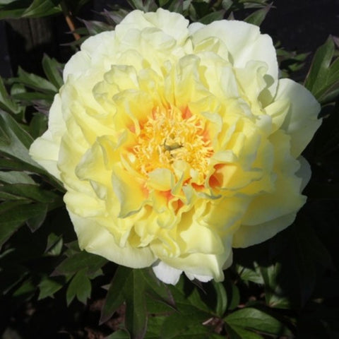Pivoine ITOH