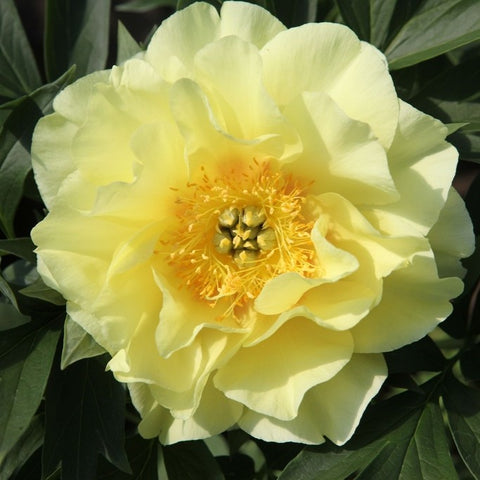 Pivoine ITOH