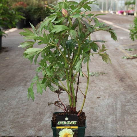 Pivoine ITOH