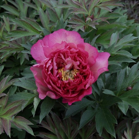 Pivoine ITOH