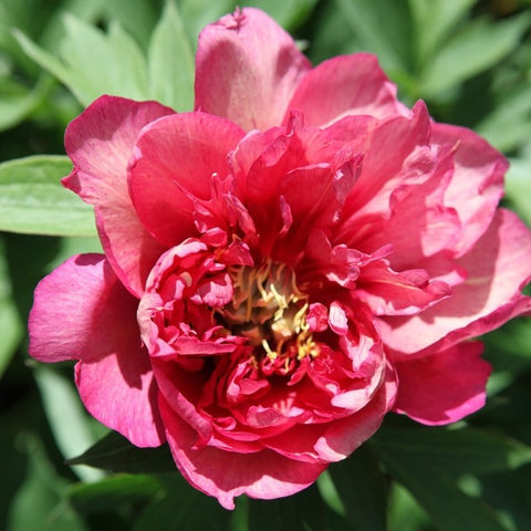 Pivoine ITOH