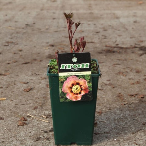 Pivoine ITOH