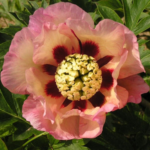 Pivoine ITOH