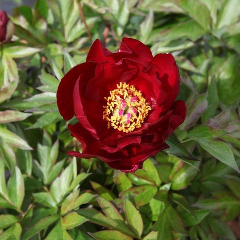 Pivoine ITOH