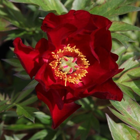 Pivoine ITOH