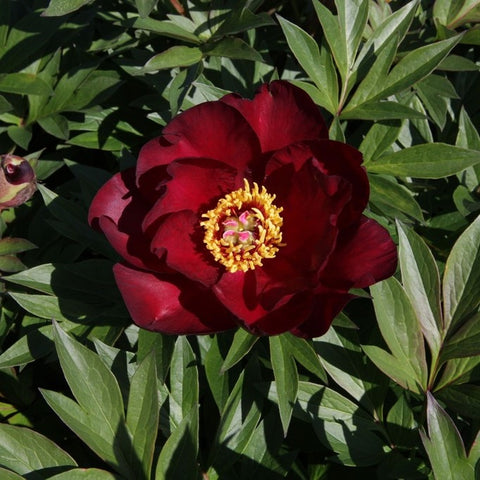 Pivoine ITOH