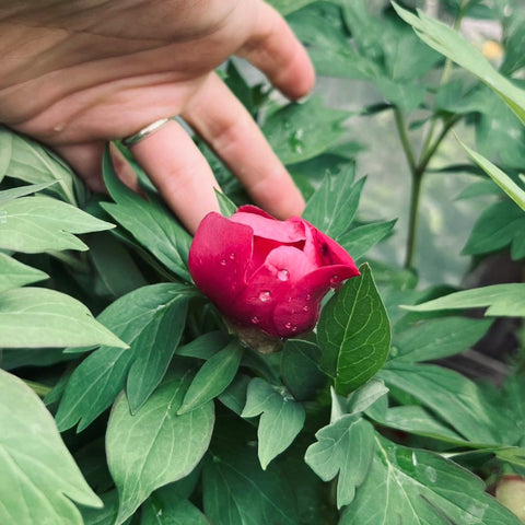 Pivoine ITOH