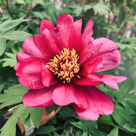 Pivoine ITOH