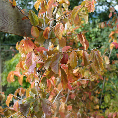 Arbre de fer