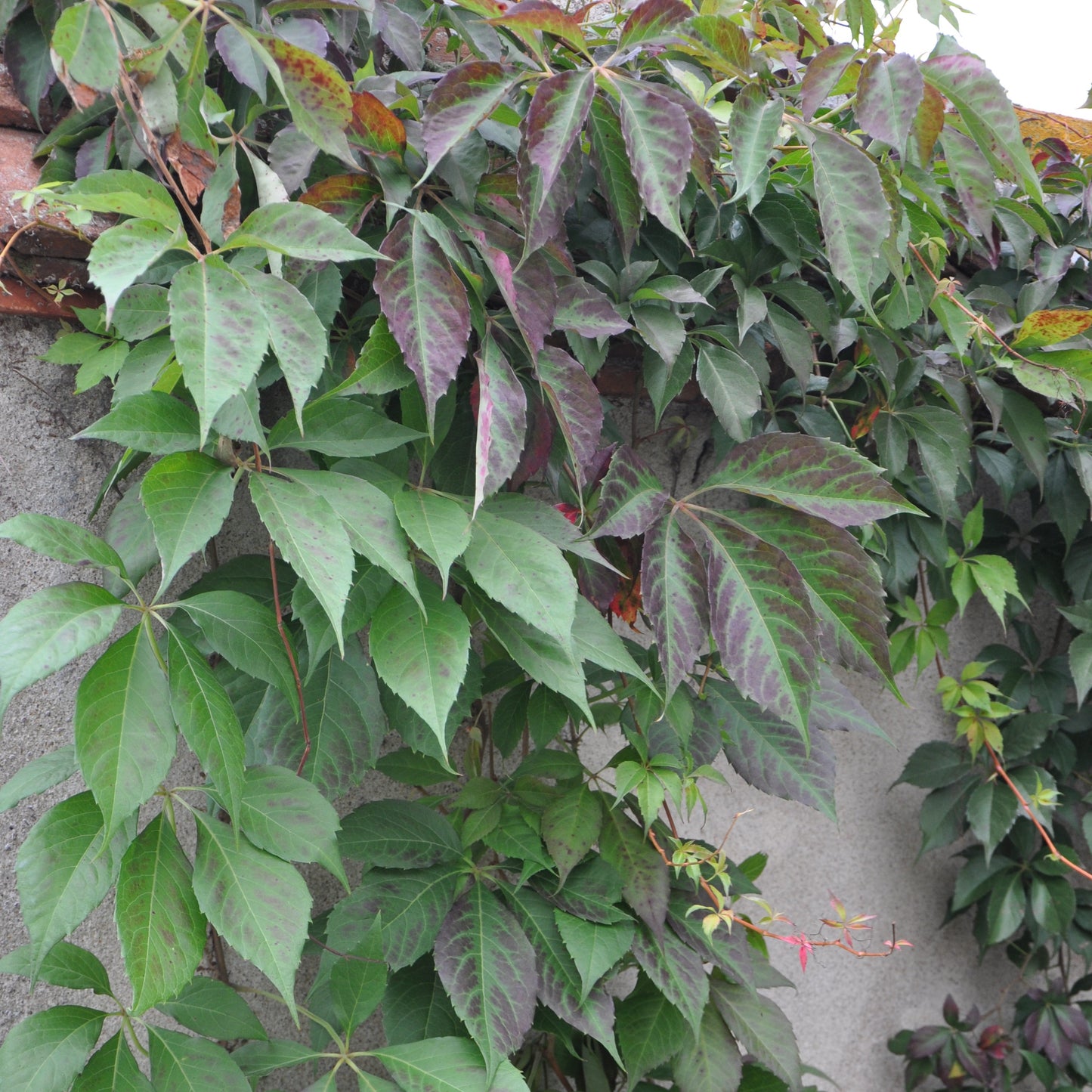 Vigne vierge quinquefolia