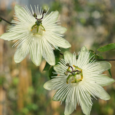 Passiflore 'Snow queen'