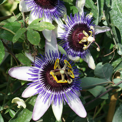 Passiflore 'Damsel's delight'