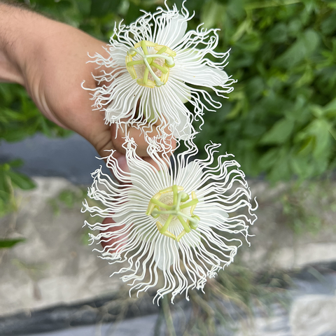 Passiflore 'Snow star®'