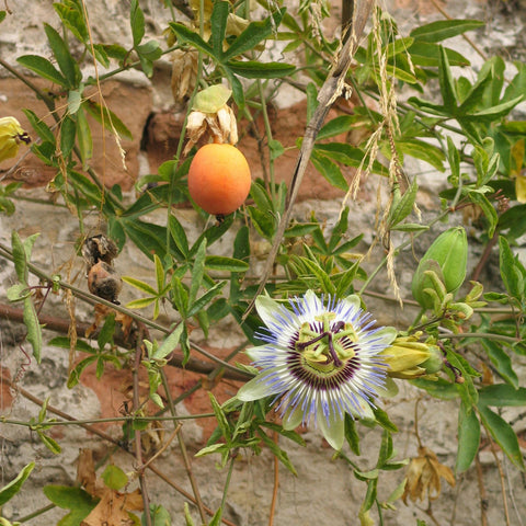 Passiflore 'caerulea'