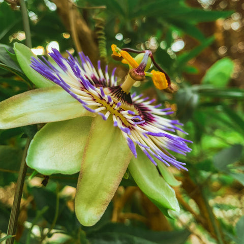 Passiflore 'caerulea'