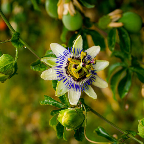Passiflore 'caerulea'