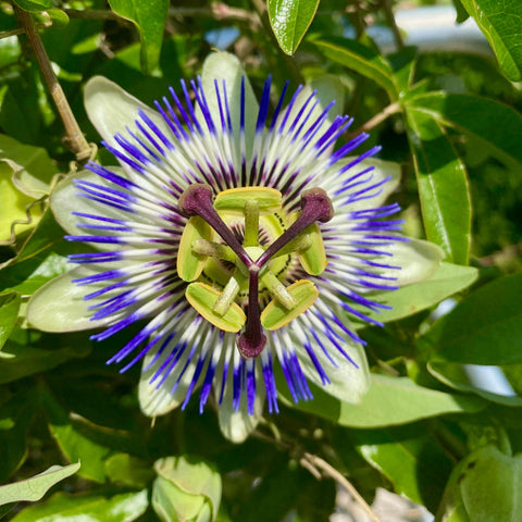 Passiflore 'caerulea'