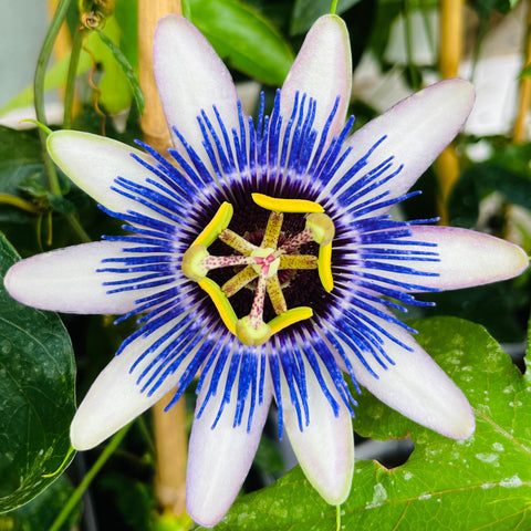 Passiflore 'Damsel's delight'