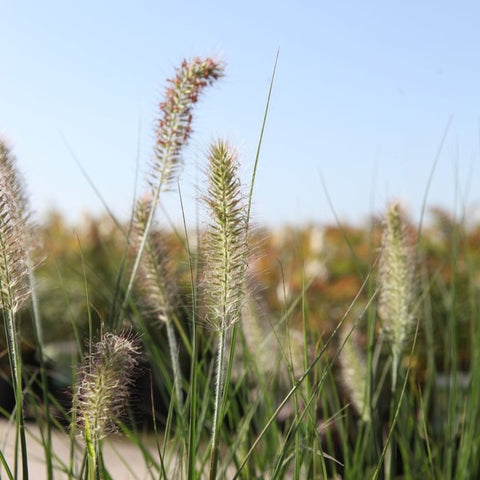 Pennisetum Hameln