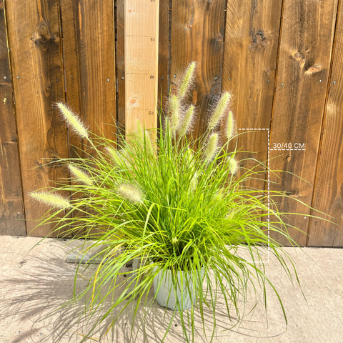Pennisetum Hameln