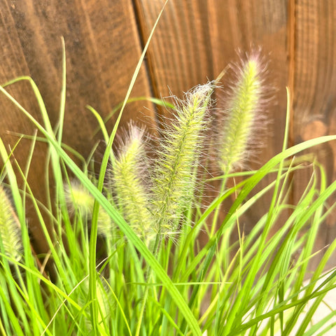 Pennisetum Hameln