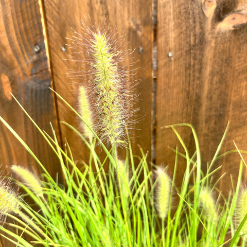 Pennisetum Hameln