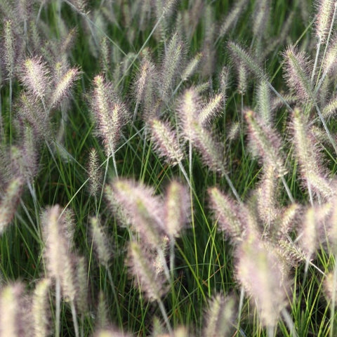 Pennisetum Hameln