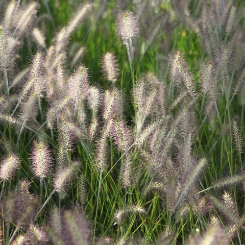 Pennisetum Hameln