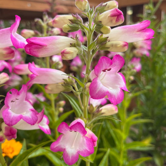 Penstemon