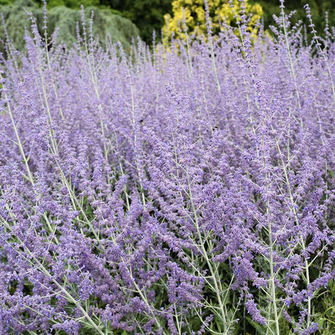 Perovskia