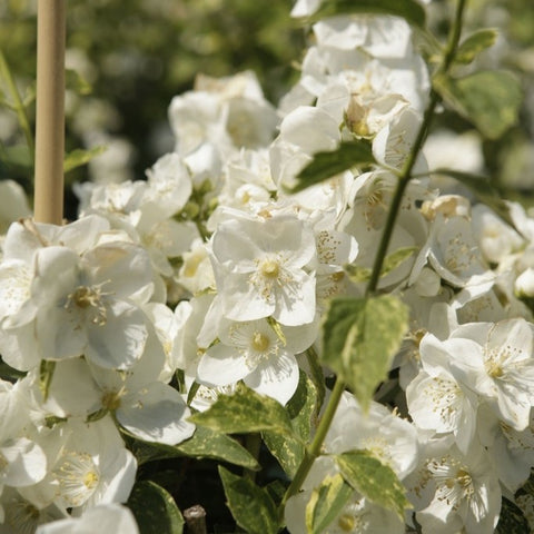 Philadelphus 'Innocence' - Seringat panaché parfumé