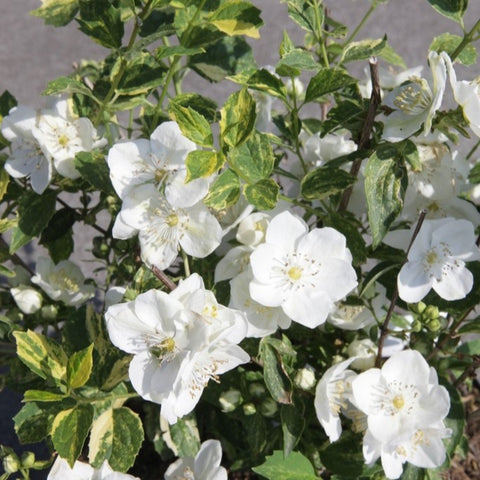 Philadelphus 'Innocence' - Seringat panaché parfumé