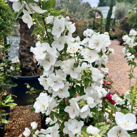 Philadelphus 'Innocence' - Seringat panaché parfumé
