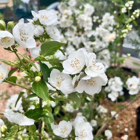 Philadelphus 'Innocence' - Seringat panaché parfumé