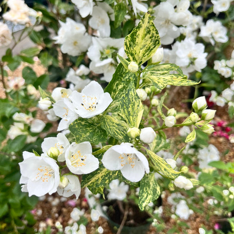 Philadelphus 'Innocence' - Seringat panaché parfumé
