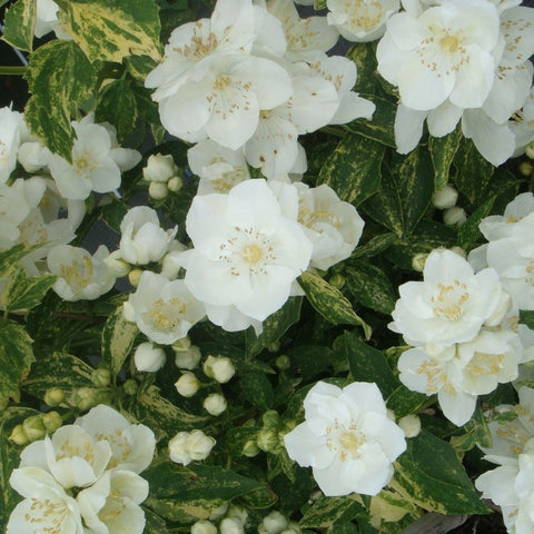 Philadelphus 'Innocence' - Seringat panaché parfumé