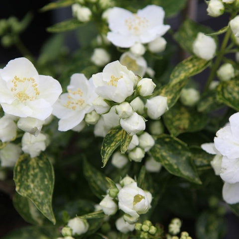 Philadelphus 'Innocence' - Seringat panaché parfumé