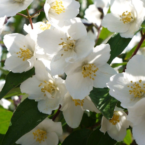 Philadelphus 'Starbright'