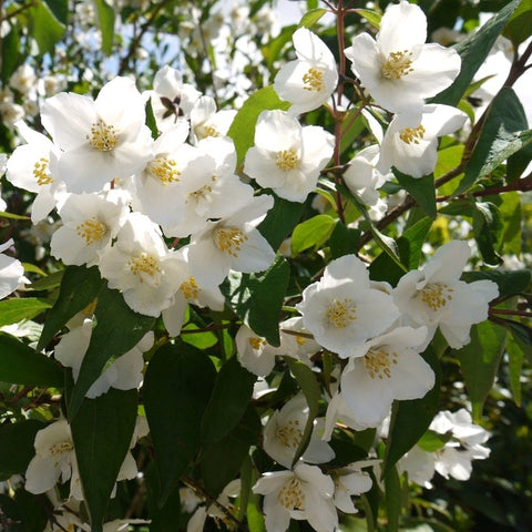 Philadelphus 'Starbright'