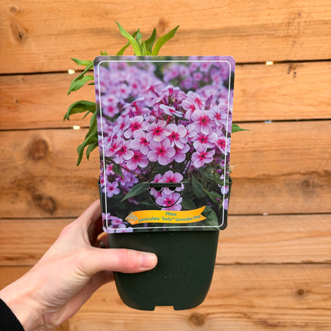 Phlox 'Early Lavender pop'