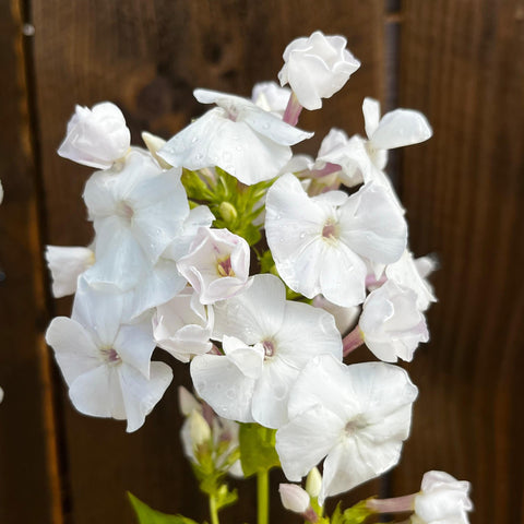 Phlox 'Younique White'