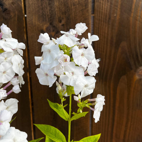 Phlox 'Younique White'