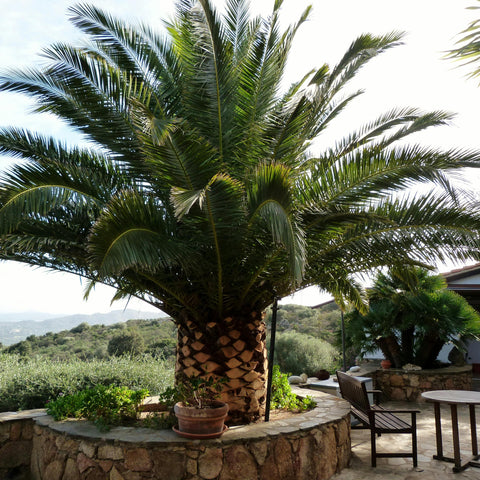 Phoenix canariensis