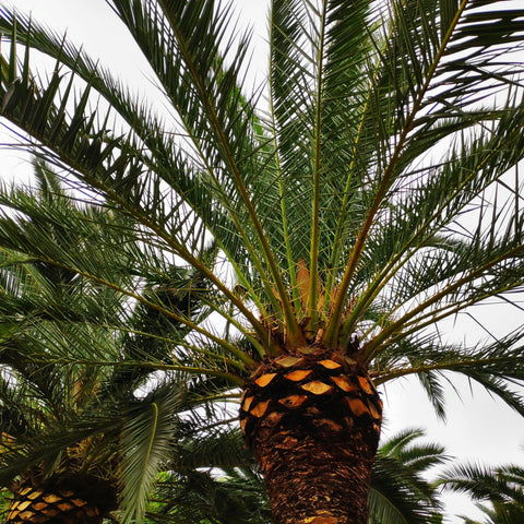 Phoenix canariensis