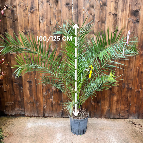 Phoenix canariensis