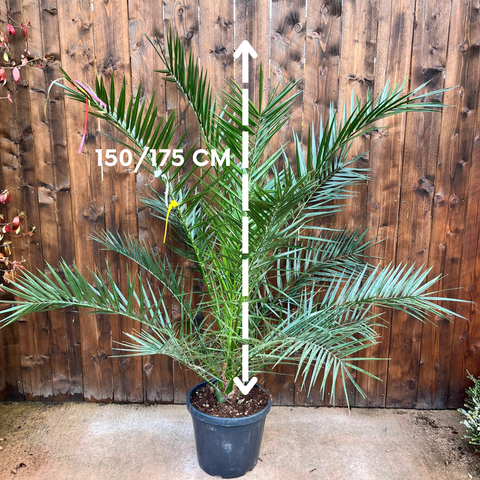 Phoenix canariensis