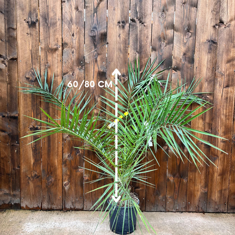 Phoenix canariensis
